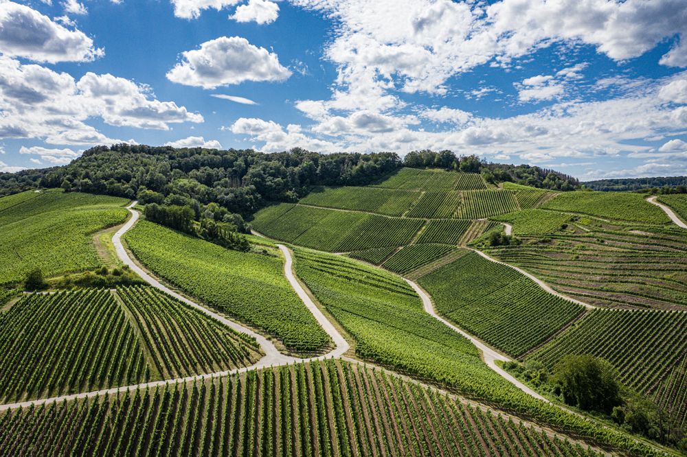 Weinberge Remich Moselle